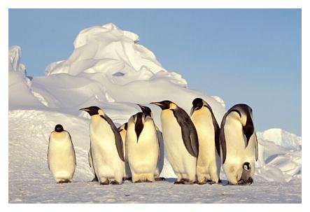 ../Images/kaiserpinguine15.jpg