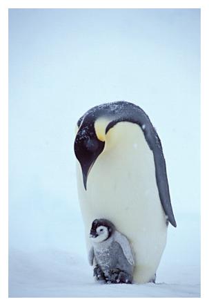../Images/kaiserpinguine19.jpg