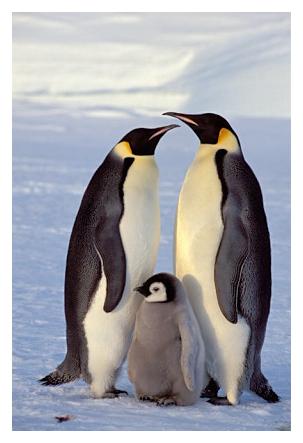 ../Images/kaiserpinguine23.jpg