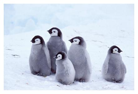 ../Images/kaiserpinguine31.jpg