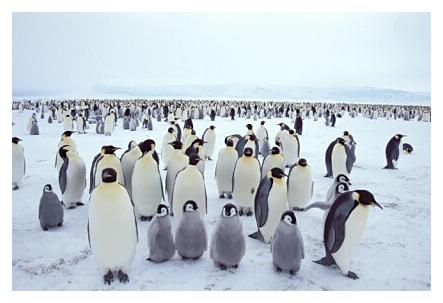 ../Images/kaiserpinguine43.jpg