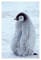 Thumbs/tn_kaiserpinguine04.jpg