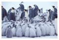 Thumbs/tn_kaiserpinguine11.jpg