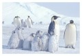 Thumbs/tn_kaiserpinguine12.jpg