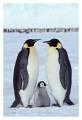 Thumbs/tn_kaiserpinguine17.jpg