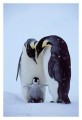 Thumbs/tn_kaiserpinguine20.jpg