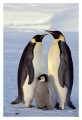 Thumbs/tn_kaiserpinguine23.jpg