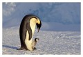 Thumbs/tn_kaiserpinguine25.jpg