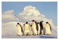 Thumbs/tn_kaiserpinguine27.jpg