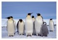 Thumbs/tn_kaiserpinguine28.jpg