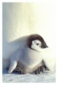 Thumbs/tn_kaiserpinguine37.jpg