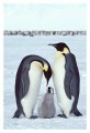 Thumbs/tn_kaiserpinguine38.jpg