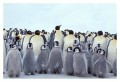 Thumbs/tn_kaiserpinguine42.jpg