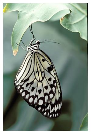 ../Images/Schmetterlinge21.jpg