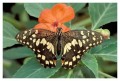 Thumbs/tn_Schmetterlinge02.jpg