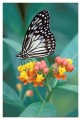Thumbs/tn_Schmetterlinge05.jpg