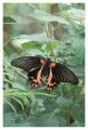 Thumbs/tn_Schmetterlinge08.jpg