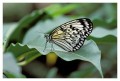 Thumbs/tn_Schmetterlinge10.jpg