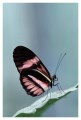 Thumbs/tn_Schmetterlinge13.jpg