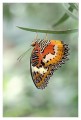 Thumbs/tn_Schmetterlinge15.jpg