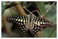 Thumbs/tn_Schmetterlinge18.jpg