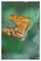 Thumbs/tn_Schmetterlinge24.jpg