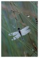 Thumbs/tn_dragonfly13.jpg