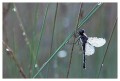 Thumbs/tn_dragonfly14.jpg
