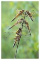 Thumbs/tn_dragonfly17.jpg