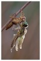 Thumbs/tn_dragonfly20.jpg