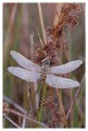 Thumbs/tn_dragonfly22.jpg