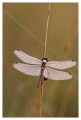 Thumbs/tn_dragonfly25.jpg