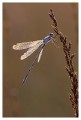 Thumbs/tn_dragonfly26.jpg