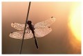 Thumbs/tn_dragonfly30.jpg