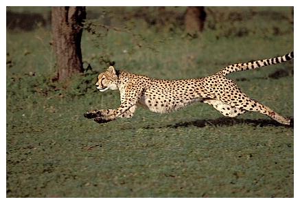 ../Images/gepard20.jpg