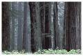 Thumbs/tn_gp-redwood07.jpg