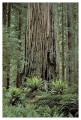 Thumbs/tn_gp-redwood12.jpg