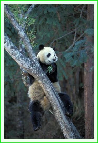 ../Images/panda05.jpg