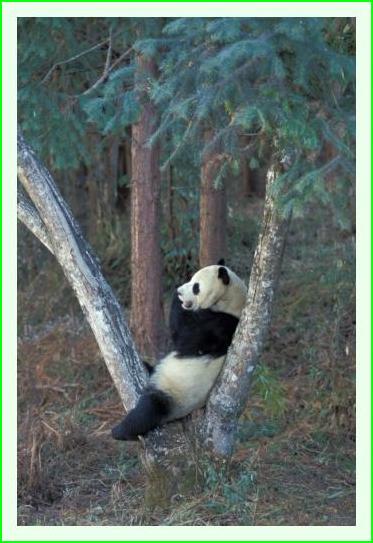 ../Images/panda06.jpg