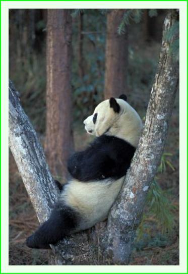 ../Images/panda07.jpg