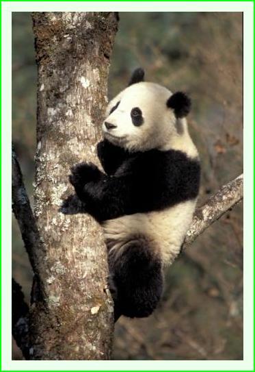 ../Images/panda08.jpg
