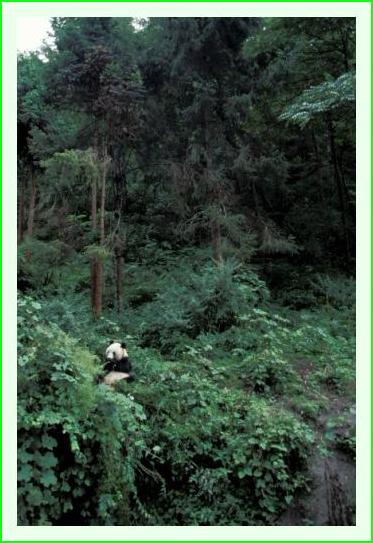 ../Images/panda13.jpg
