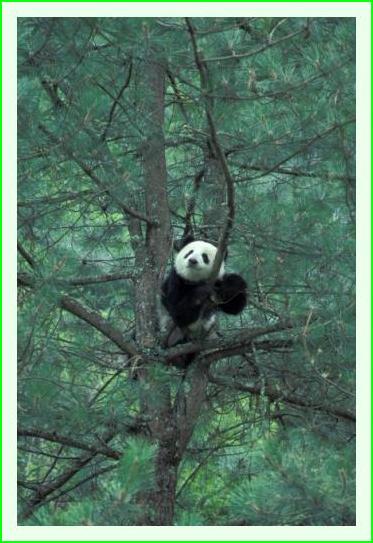 ../Images/panda14.jpg