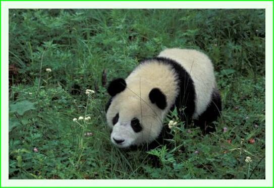 ../Images/panda18.jpg