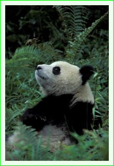 ../Images/panda20.jpg