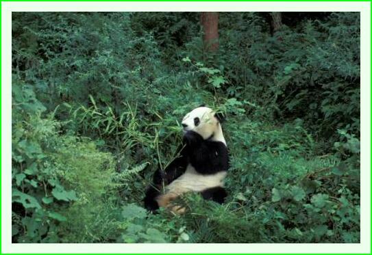 ../Images/panda23.jpg