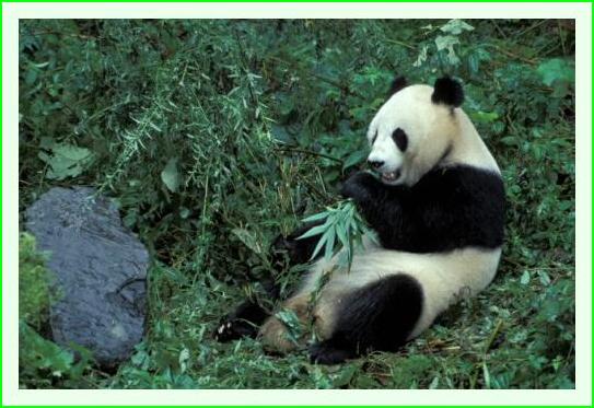 ../Images/panda24.jpg