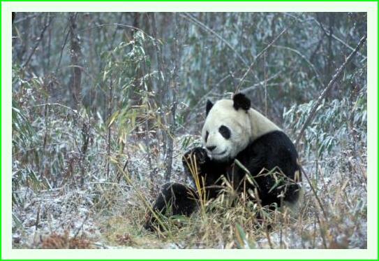 ../Images/panda27.jpg