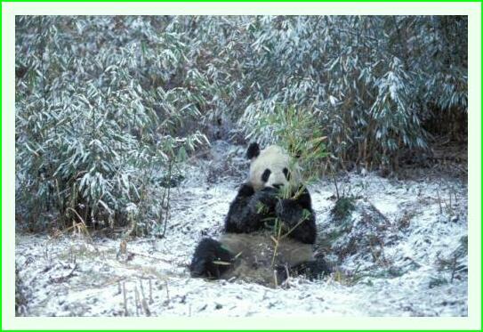 ../Images/panda30.jpg