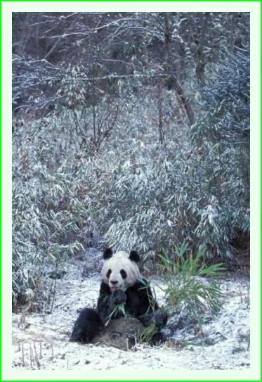 ../Images/panda32.jpg